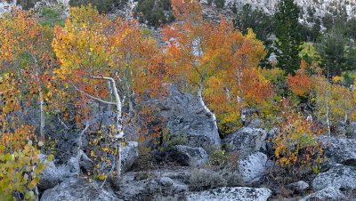 Bishop Creek Canyon Fall Color 3