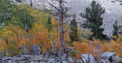 Bishop Creek Canyon Fall Color 4