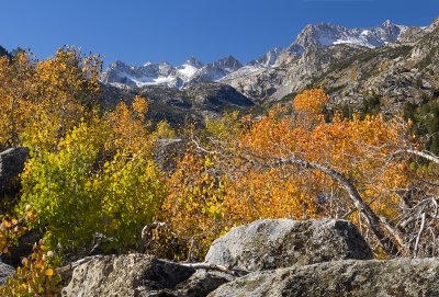 Bishop Creek Canyon Fall Color 5