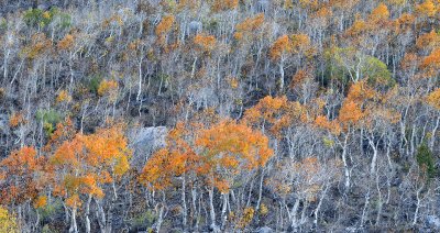 McGee Creek Canyon Orange Aspens
