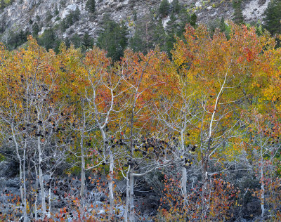 Rock Creek Lake Fall Color