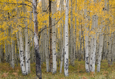AZ - Flagstaff - Hart Prairie Rd 8