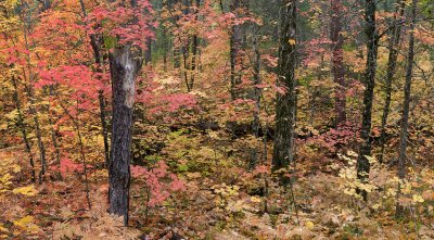 AZ - West Fork Oak Creek - Fall Color Forest 1