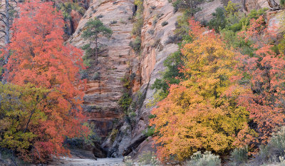 UT - Zion NP - Checkerboard Mesa Maples 3