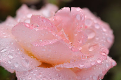 Rain Drop Rose 1