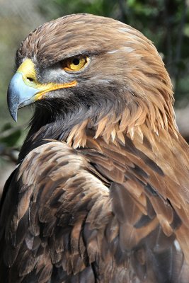 Golden Eagle 1