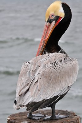 Pelican 4