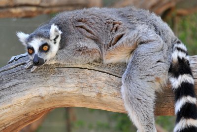 Ringtail Lemur 2