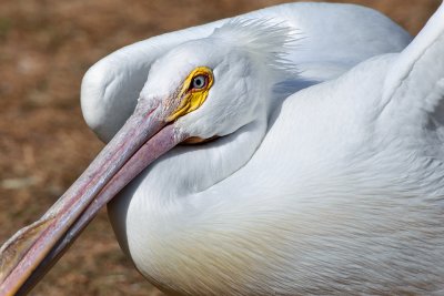 American White Pelican 2