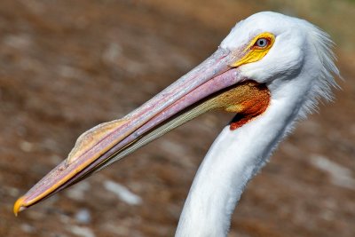 American White Pelican 3