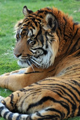 Bengal Tiger 1