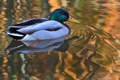 Duck Reflection 2