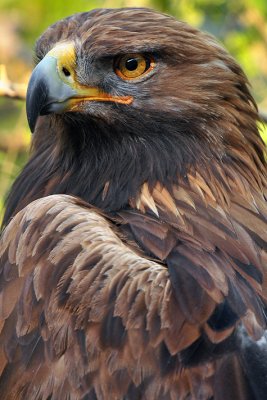Golden Eagle 4