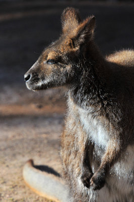 Wallaby 4