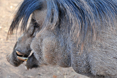 Warty Pig 1
