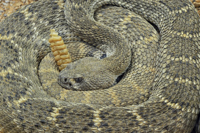 Western Diamondback Rattlesnake 7