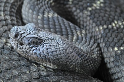Arizona Black Rattlesnake 5