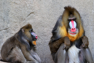 Baboons - Mandrill Male & Female