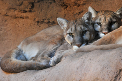 Mountain Lions (Two-headed)