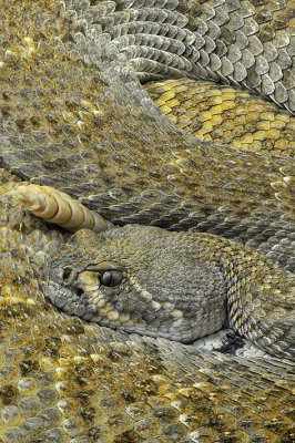 Western Diamondback Rattlesnake 15