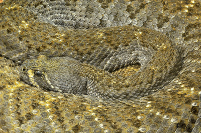 Western Diamondback Rattlesnake 16