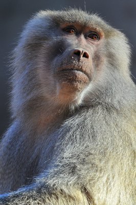 Baboon - Hamadryus Female