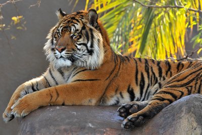 Tiger On Rock