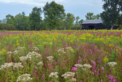 NY - Lockport Flowers 1