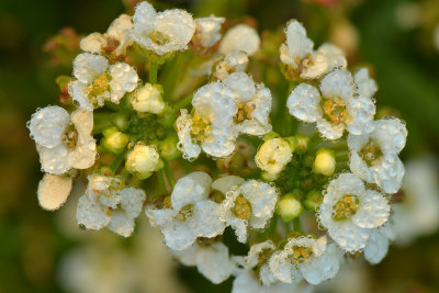 NY - White Flower - Dew Drops 1.jpg