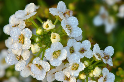 White Flower - Dew Drops 2.jpg
