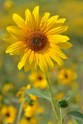 Flagstaff - Common Sunflower.jpg
