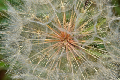 AZ - Flagstaff - Dandelion Seeds 1.jpg