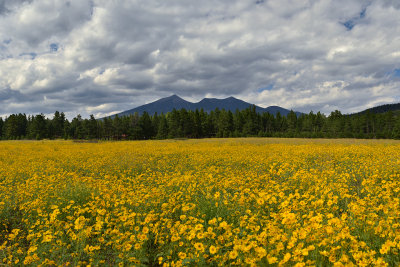 AZ - Flagstaff - Flower Field & SF Peaks.jpg