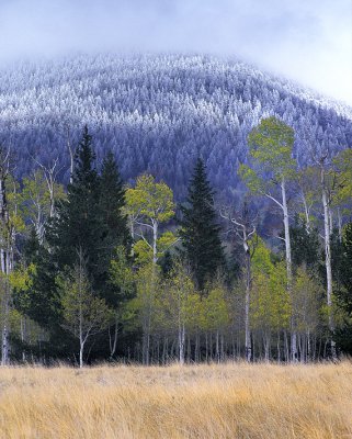 Flagstaff Snowbowl Aspens & Snowy Pines