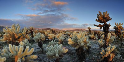 CA - Joshua Tree NP - Chollo Garden First Light