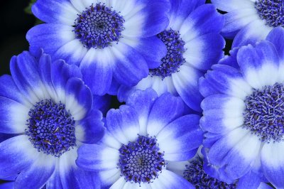 Blue Flower Detail