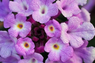 Dew Drops on Purple Verbena