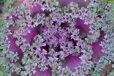 Ornamental Cabbage 1