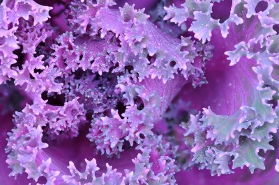 Ornamental Cabbage 2