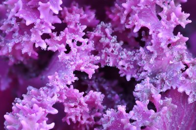 Ornamental Cabbage 3