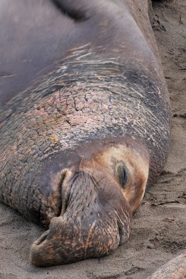 Elephant Seal - Piedras Blancas Beach