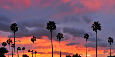 Phoenix Palm Silhouette Sunset_20x40