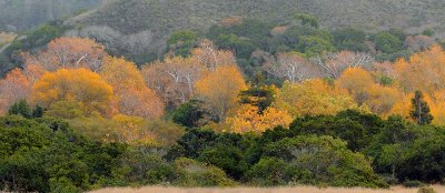 CA - Andrew Molera SP Fall Colors_23x53