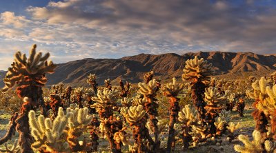 CA - Joshua Tree NP Chollo Garden_23x42