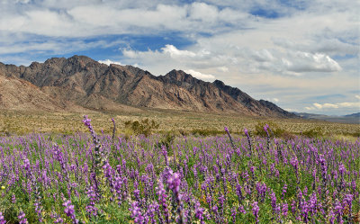 Twenty Nine Palms - Sheeps Head Pass_23x37.