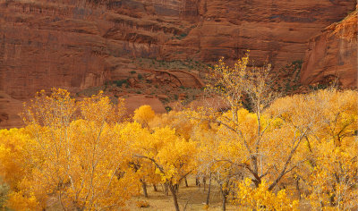 Canyon de Chelly - Cottonwoods Canyon Walls_20x34