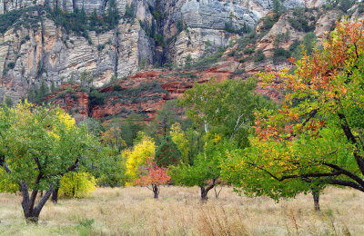 West Fork Fall Colored Trees_23x35