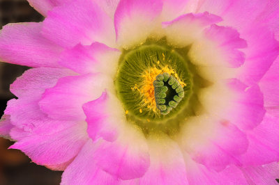 Echinocereus Pink Blossom