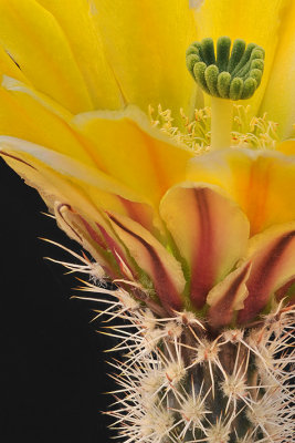 Echinocereus Yellow Blossom Closeup
