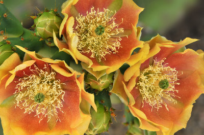 Prickly Pear Blossoms